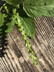 Acalypha ostryifolia