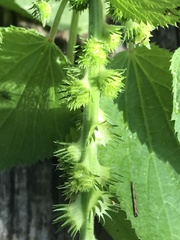 Acalypha ostryifolia