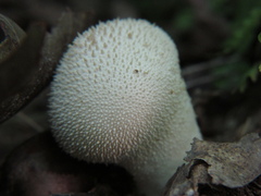 Lycoperdon perlatum