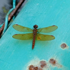 Perithemis domitia