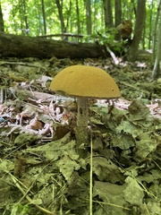 Boletellus chrysenteroides