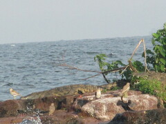 Zapornia flavirostra