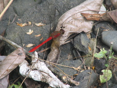 Rhodopygia hinei
