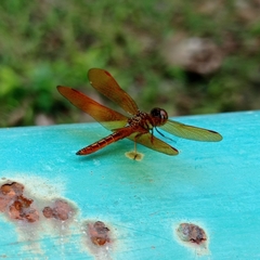 Perithemis domitia