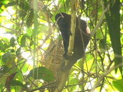 Alouatta palliata