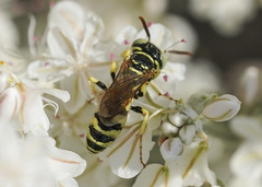 Philanthus crabroniformis