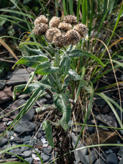 Senecio pseudoarnica
