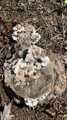 Schizophyllum commune