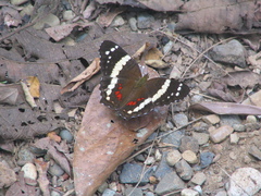 Anartia fatima