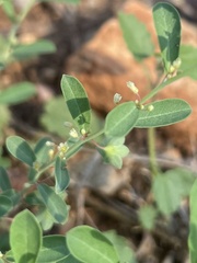 Phyllanthus polygonoides