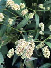 Persicaria
