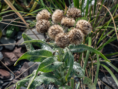 Senecio pseudoarnica