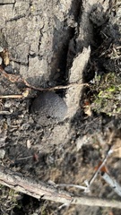 Hypoxylaceae