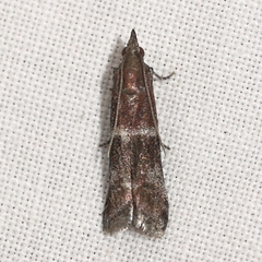 Moodna ostrinella