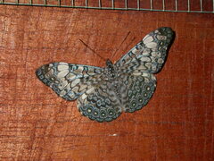 Hamadryas