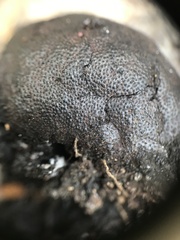 Hypoxylaceae