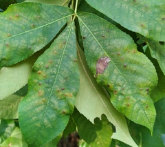 Caryomyia