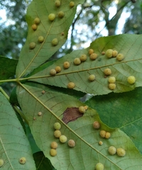 Caryomyia