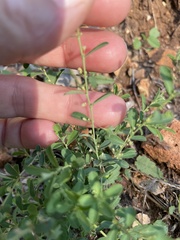 Phyllanthus polygonoides