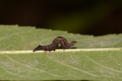 Perigea xanthioides