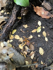 Sphictostethus gravesii