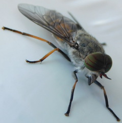 Hybomitra bimaculata