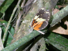 Heliconiinae