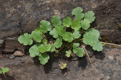 Heuchera cylindrica