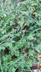 Cleome gynandra