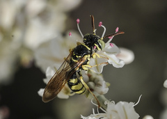 Philanthus crabroniformis