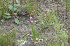 Liatris cylindracea