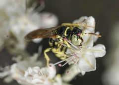 Philanthus crabroniformis