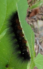 Apantesis incorrupta