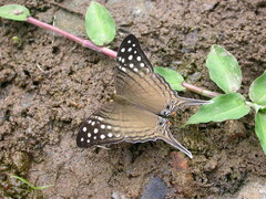 Marpesia merops