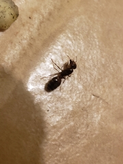 Formicidae