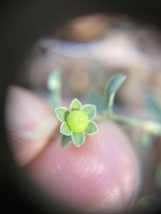 Phyllanthus polygonoides