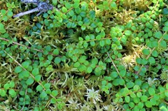 Gaultheria hispidula