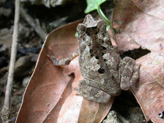 Rhinella alata
