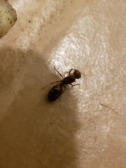 Formicidae
