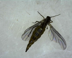 Sciara hemerobioides