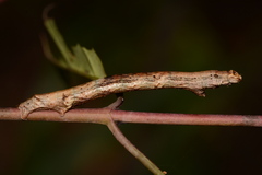 Ectropis crepuscularia