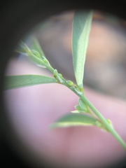 Phyllanthus polygonoides