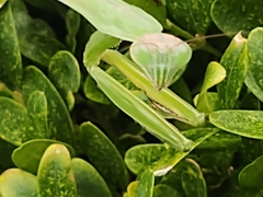 Mantidae
