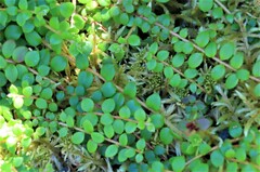 Gaultheria hispidula