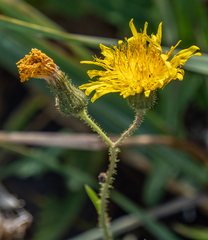 Sonchus arvensis