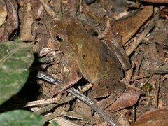 Rhinella alata