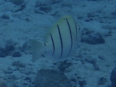 Acanthurus triostegus
