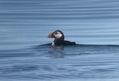 Fratercula arctica