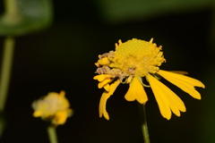 Synchlora