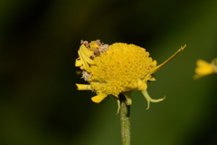 Synchlora